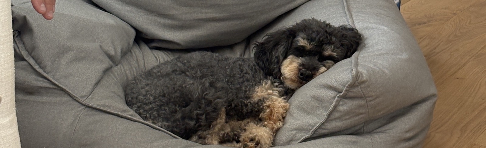 Small black and tan dog resting in a gray bed